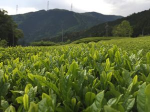 天空の茶畑